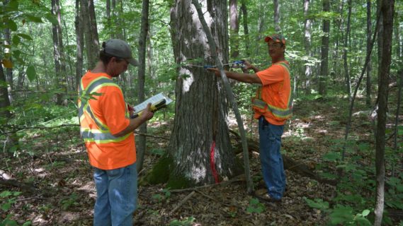 2 men in construction uniforms inspecting a tree.