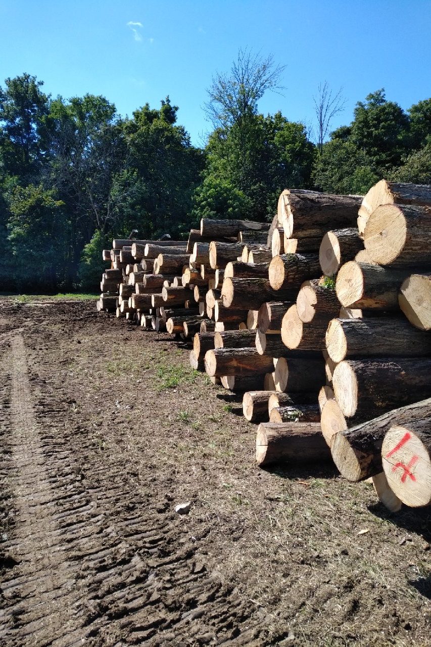Stack of logs outdoors next to forest at a logging facility.
