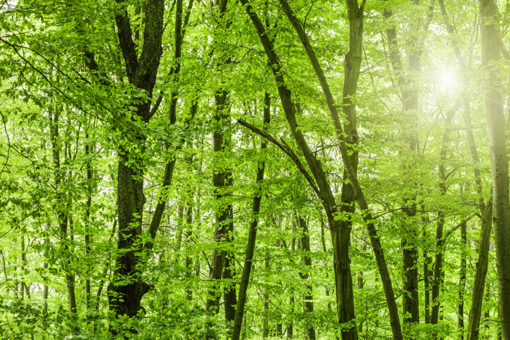 iStock-475196757 Looking up at the sunlight in a Beech Tree Forest.