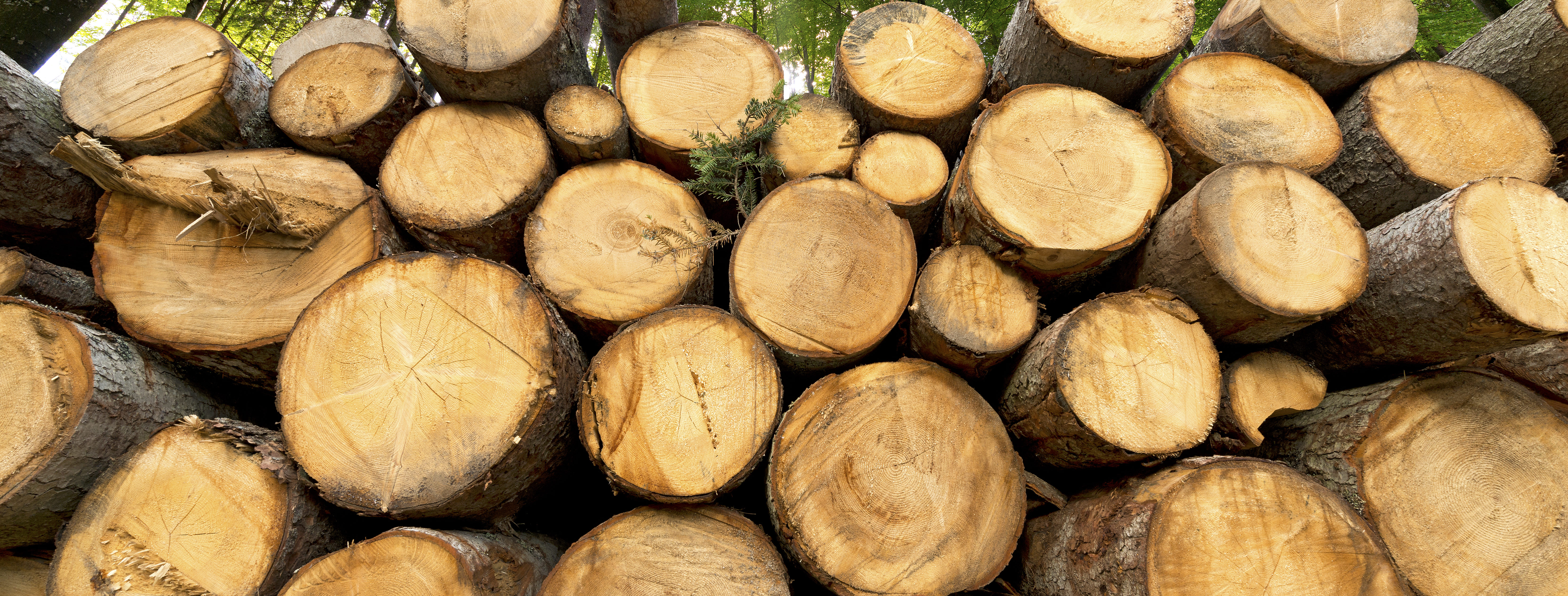 A pile of wood prepared for export from the forest. Fog in deciduous forest in the morning.