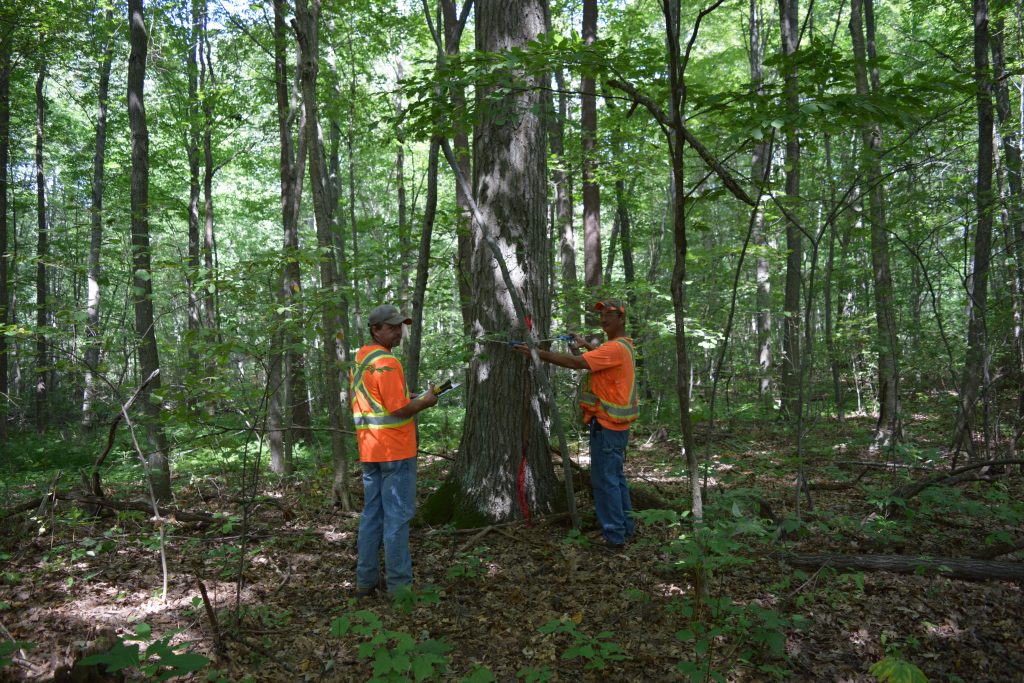 Forestry Log Procurement Townsend Lumber